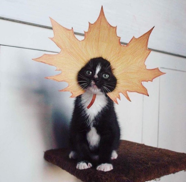 Коты и Кошки