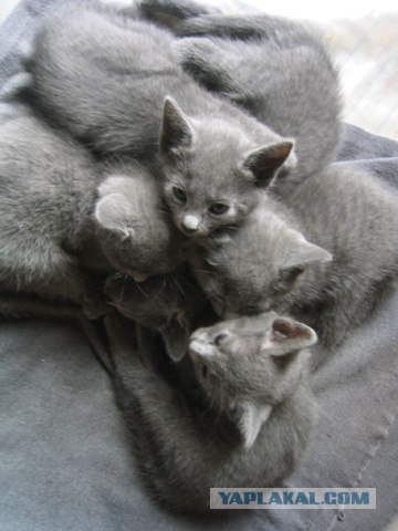 Ура, котовторник! (01.07.2008)