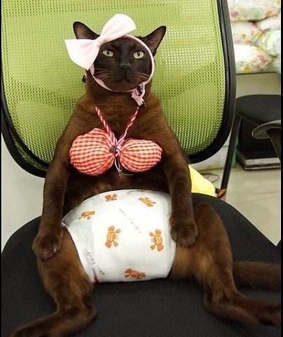 Прикольных котов пост
