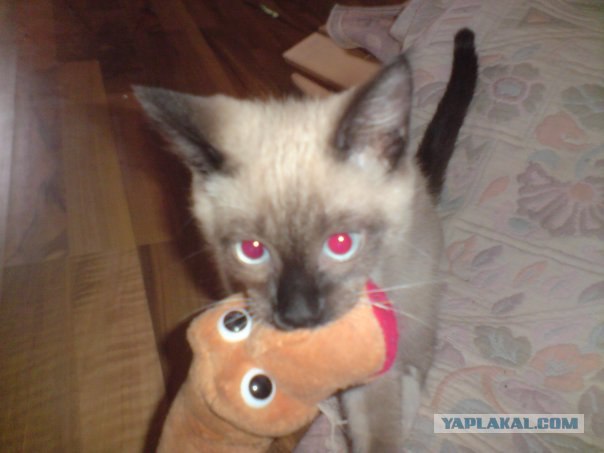 Ну и где ваш котовторник?