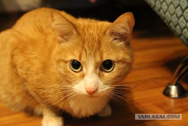 Котовторник! 13.03.2012
