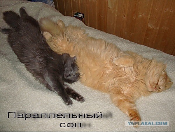 Котовторник 07.08.2012