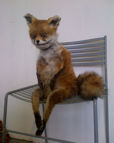 Лисья дрессировщица из Новосиба