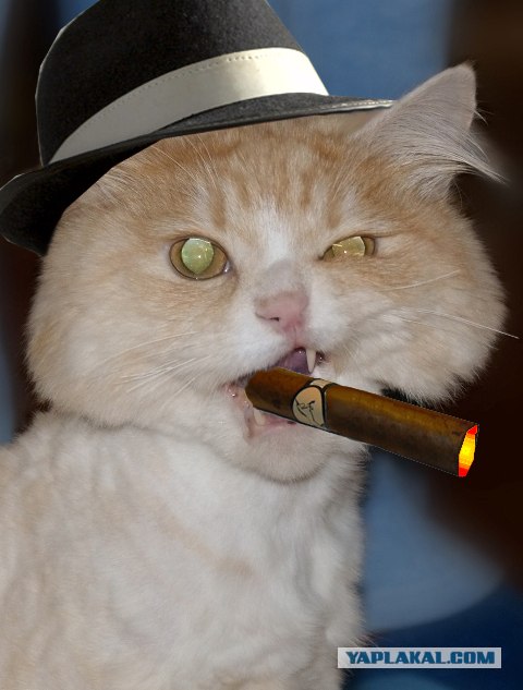 Отжабте моего кота
