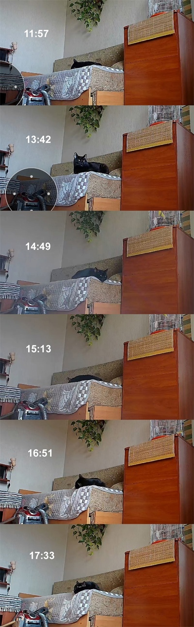 Котовторник