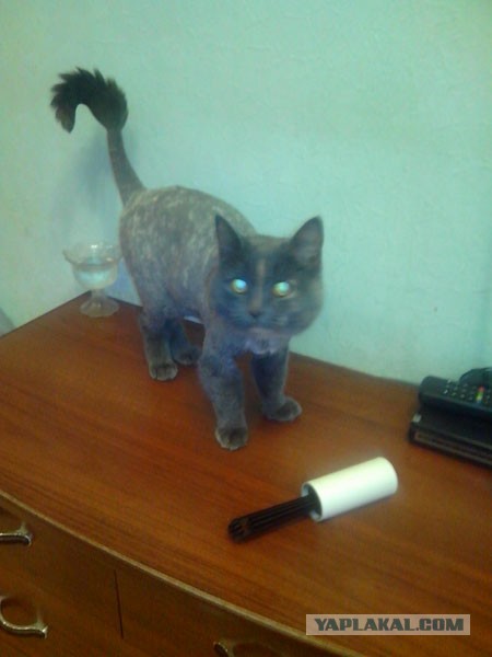 Подстригли кота