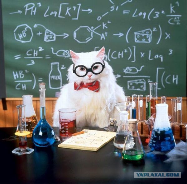 Коты ученых