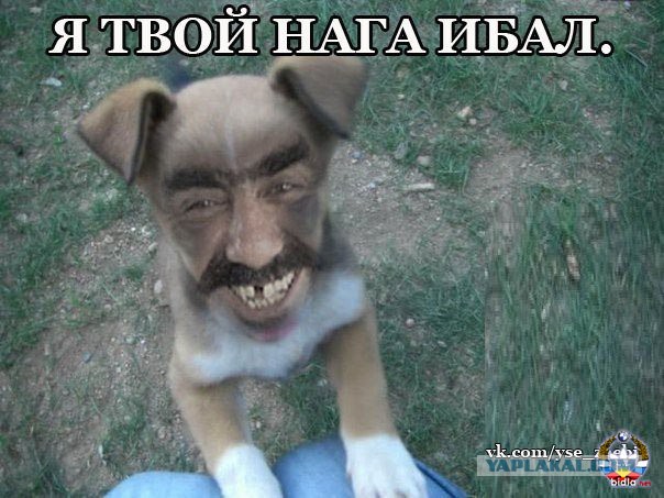 Благородный пес Артемон