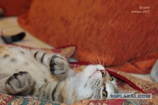 Котовторник 03.11.2015