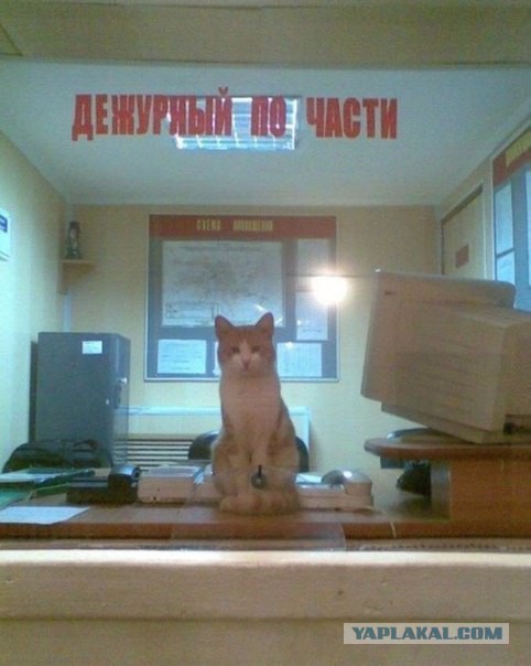 15 мест, в которых неожиданно можно обнаружить котэ