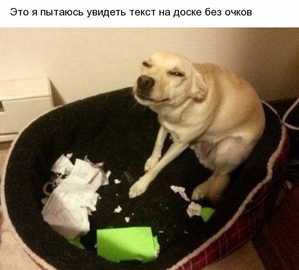 Мохнатые беспредельщики