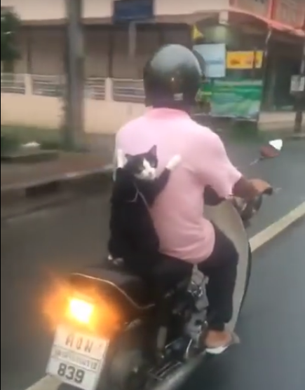 Котик едет на мопеде