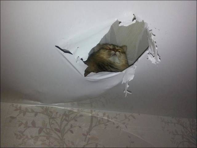 Коты и Кошки