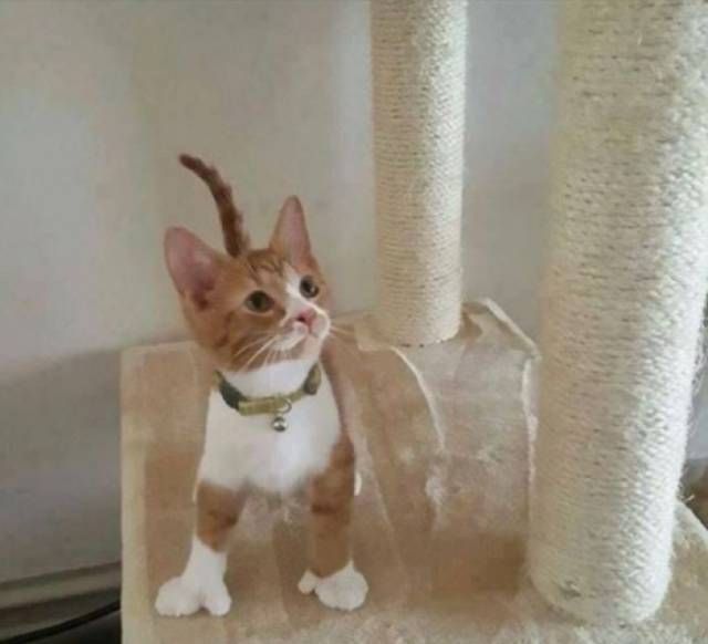 Прикольных котов пост
