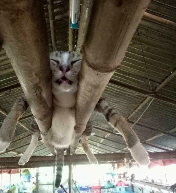 Неадекватные коты