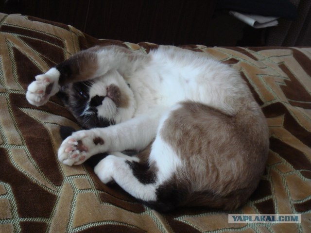 Котовторник на ЯПлакалъ (10.06.08), прикольные коты, добавляем свои!