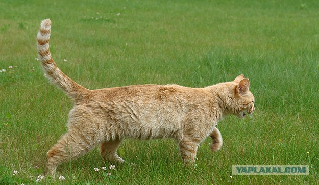 Ура, котовторник! (01.07.2008)