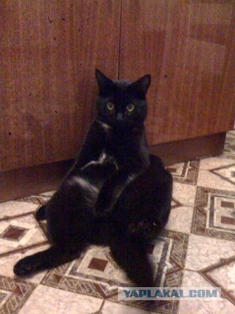 Первый котовторник октября