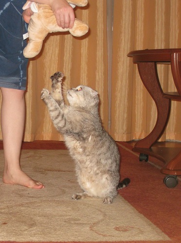 Котовторник (10.01.2012)