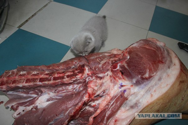 Котовторник 07.08.2012