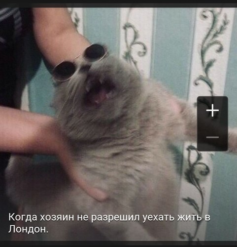 S-котство