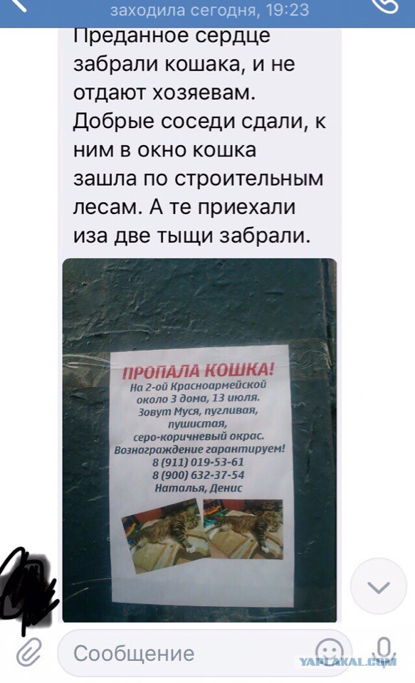 Помогите вернуть кота! Приют "Преданное сердце" украл кота и не отдает!