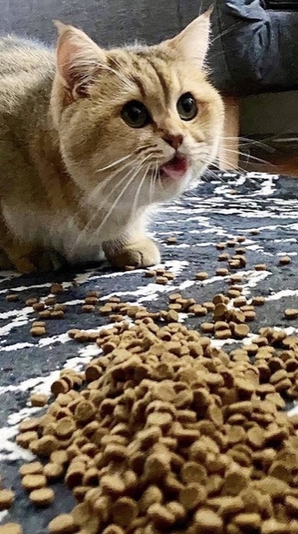 Эти забавные животные