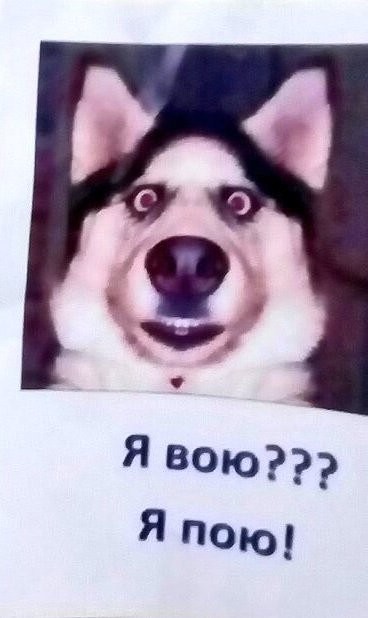 Хаски - это диагноз