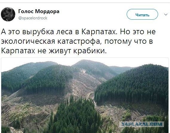 Жители Крыма просят Путина остановить вырубку деревьев в Форосском парке