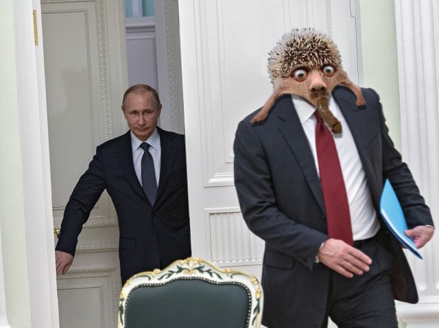 Срущий ёжик