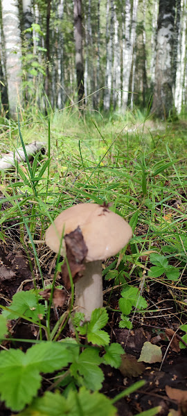 Грибы. Чувашия.