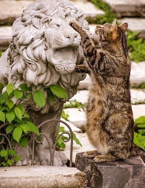 Кошки на развалинах города Помпеи