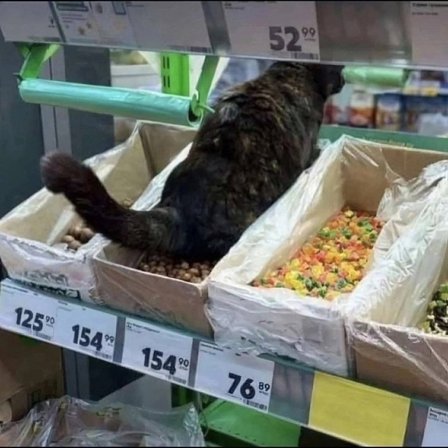 Семья с ребёнком похитила крошечного котёнка из продуктового в Парголово