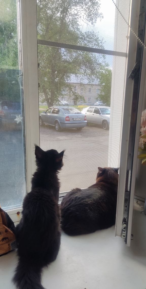 С котовторником!
