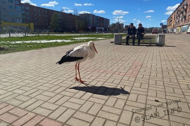 Одинокого аиста заметили в Сланцах