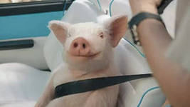 Быдло как оно есть.