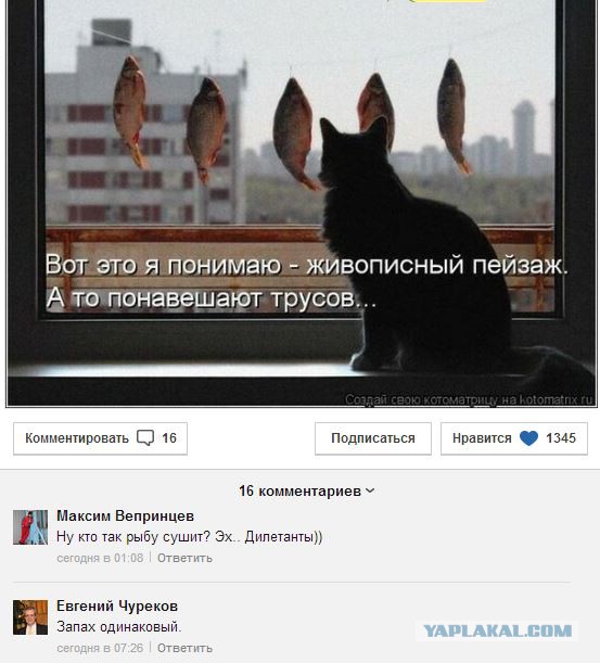 Смешные комментарии из соц.сетей