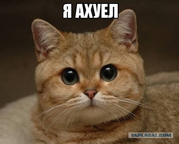 Без вести пропавшие ЯПовцы.