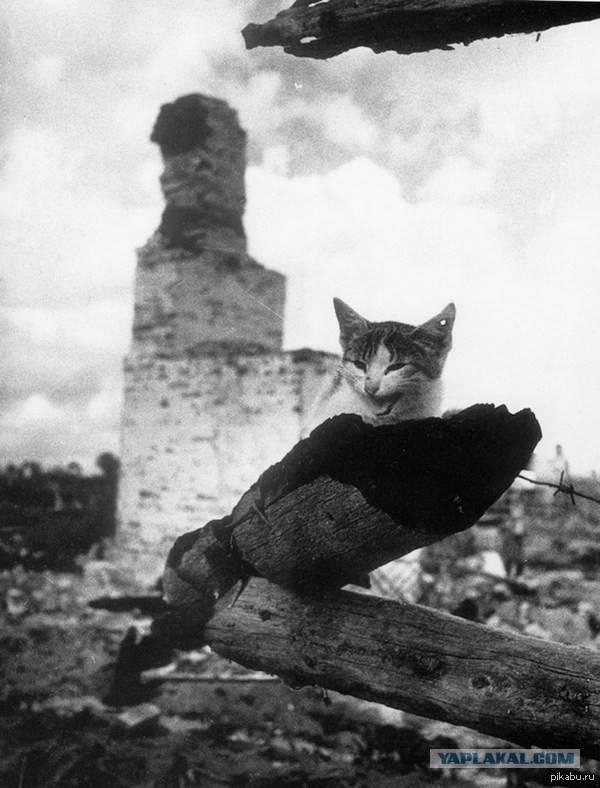 Спасение кота от  фашистской мины