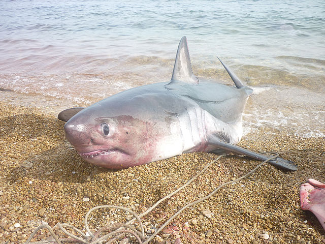В Приморье акула откусила купальщику руки