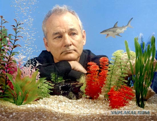 Биллу Мюррею стукнуло 65 лет