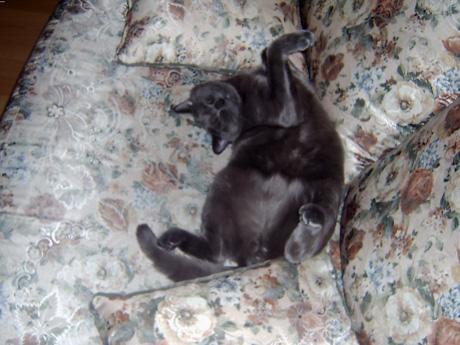 Коты, кошки, котята
