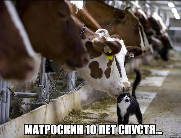 Ассорти картинок из сети