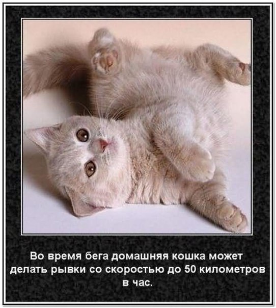 Прикольные животные