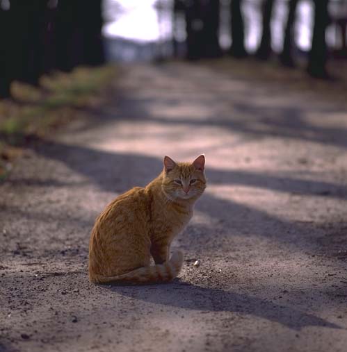Коты из сети