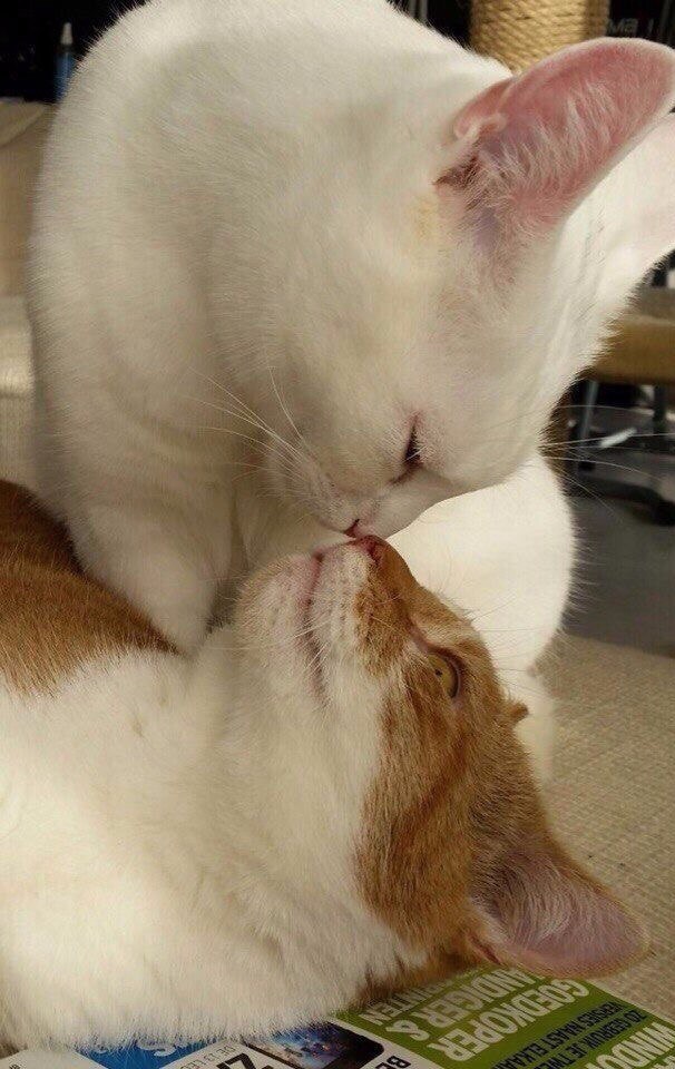 Коты из сети