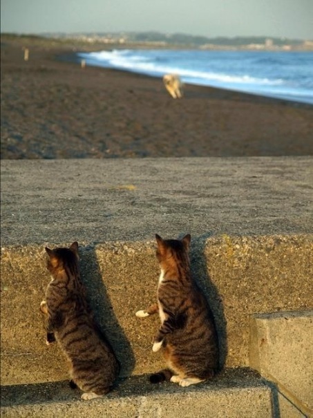 Коты и Кошки