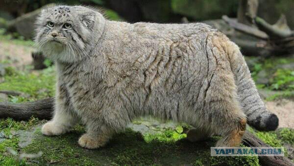 Котовторник 28.11.2017