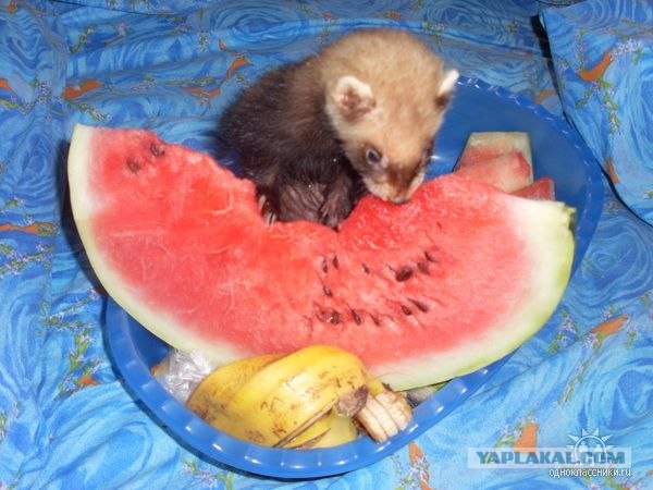 Постим хорьков в пятницу!