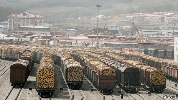 Не будет здесь тайги при нашей жизни